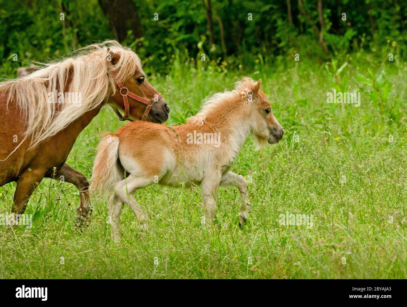 A very small and cute foal of a chestnut shetland